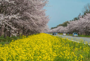秋田県大潟村 桜並木と菜の花ロード見学