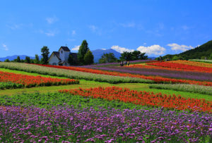 宮城県 やくらい山秋の花をもとめて