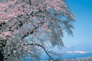 大河原町　桜　「写真提供：宮城県観光課」