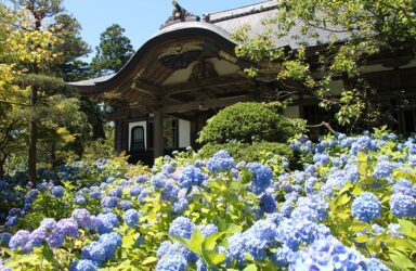 【秋田】雲昌寺の紫陽花とランチビュッフェ